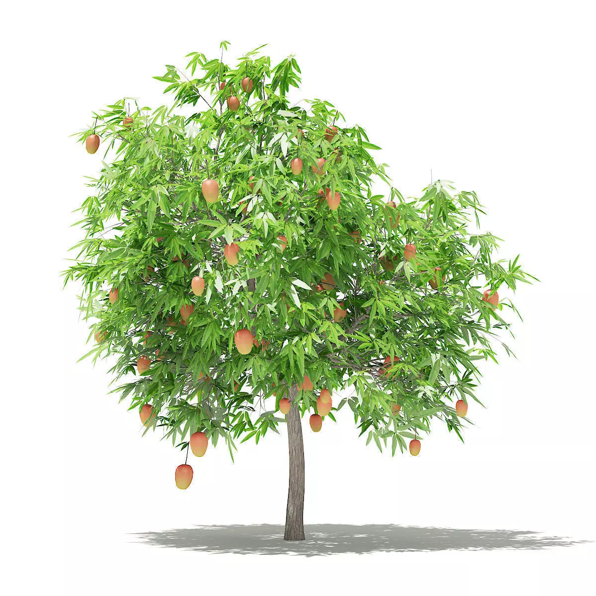 Mango Tree with Fruits 3D model