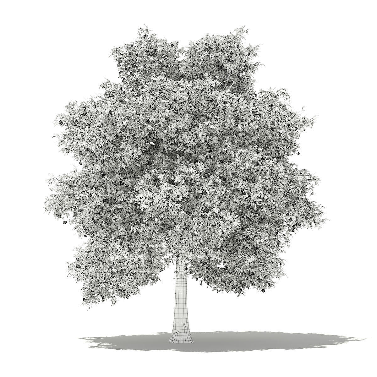 Avocado Tree with Fruits 3D model_7