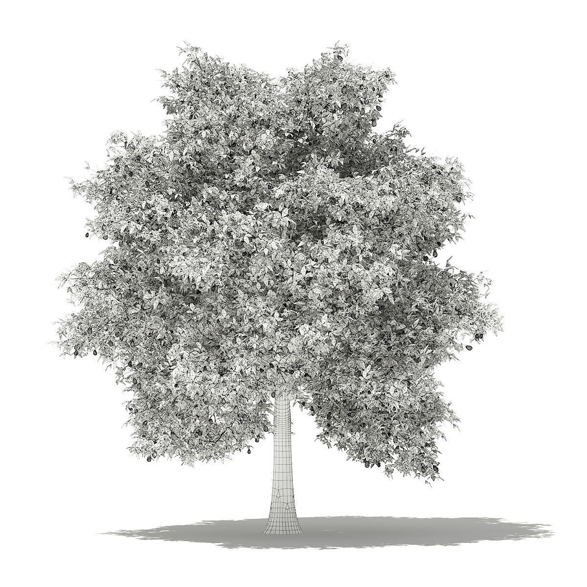 Avocado Tree with Fruits 3D model_3