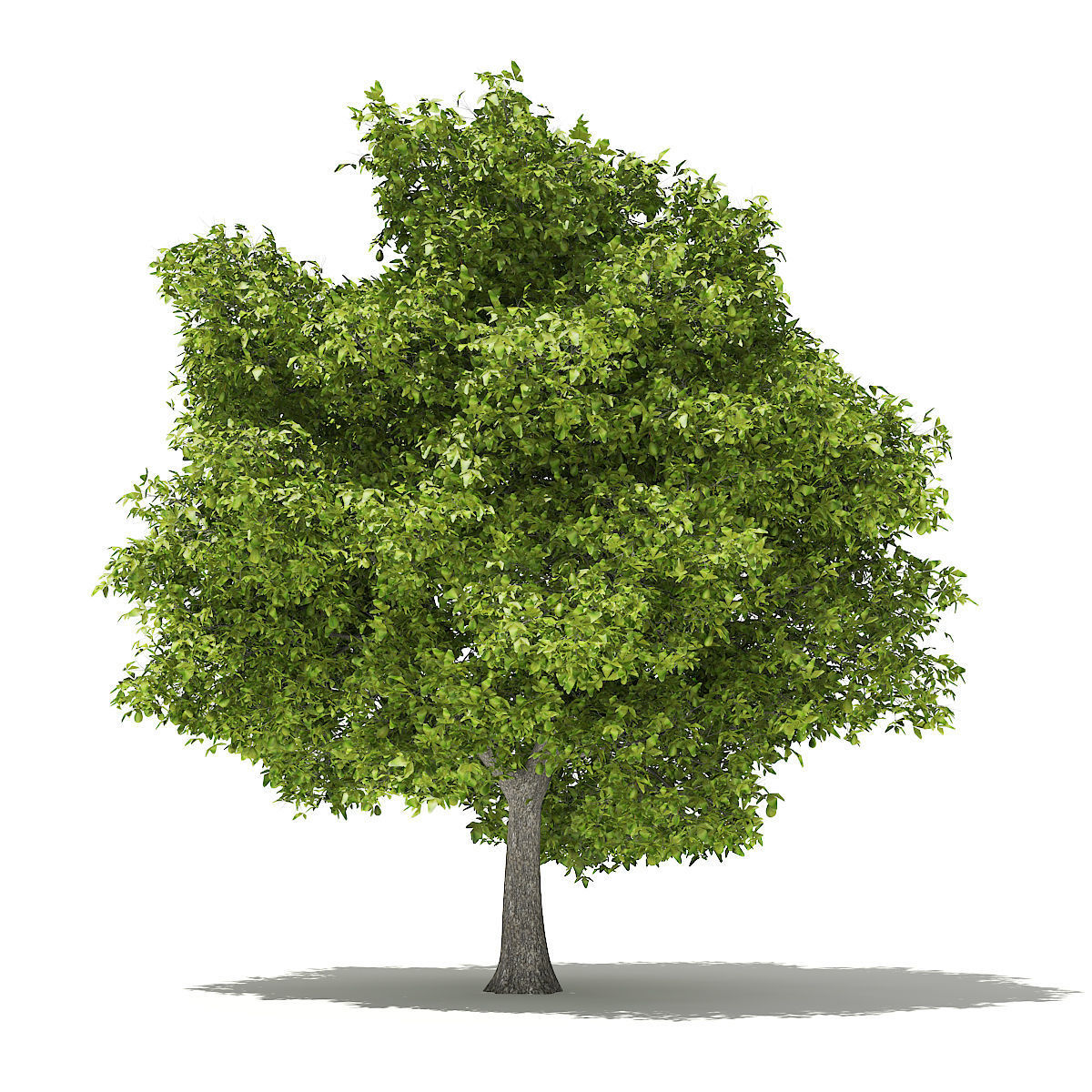 Avocado Tree with Fruits 3D model_4