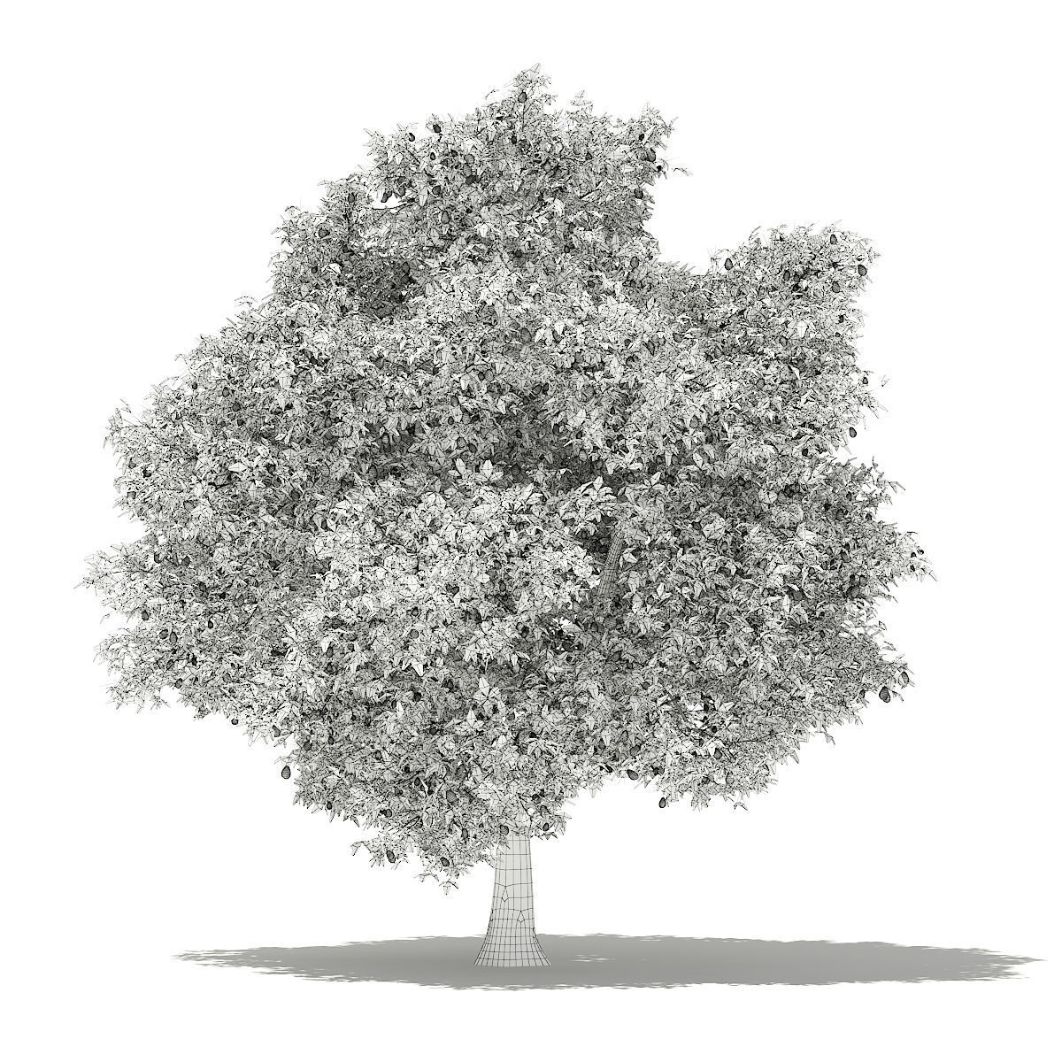 Avocado Tree with Fruits 3D model_1