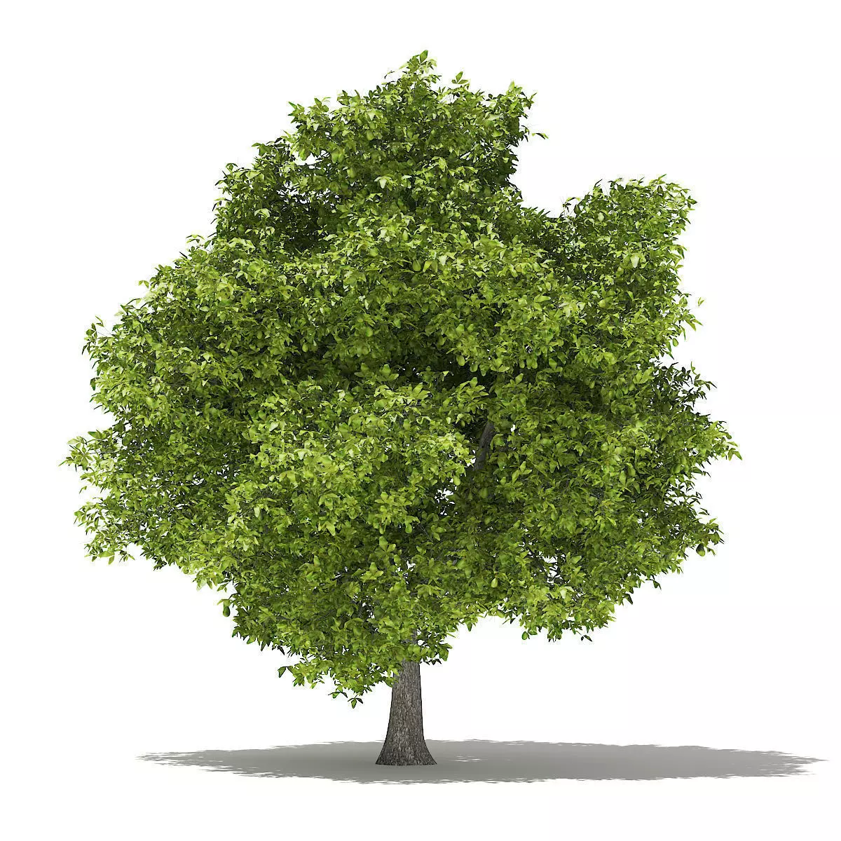 Avocado Tree with Fruits 3D model_0