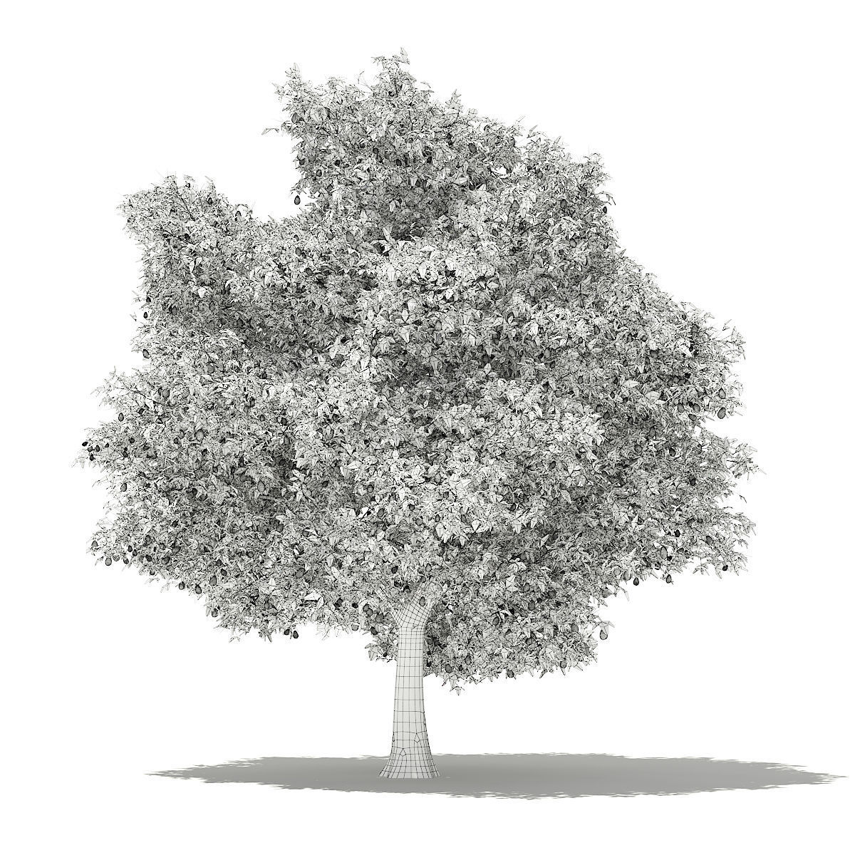 Avocado Tree with Fruits 3D model_5