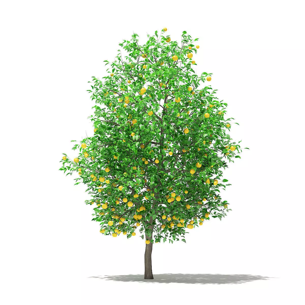 Grapefruit Tree with Fruits 3D model_0