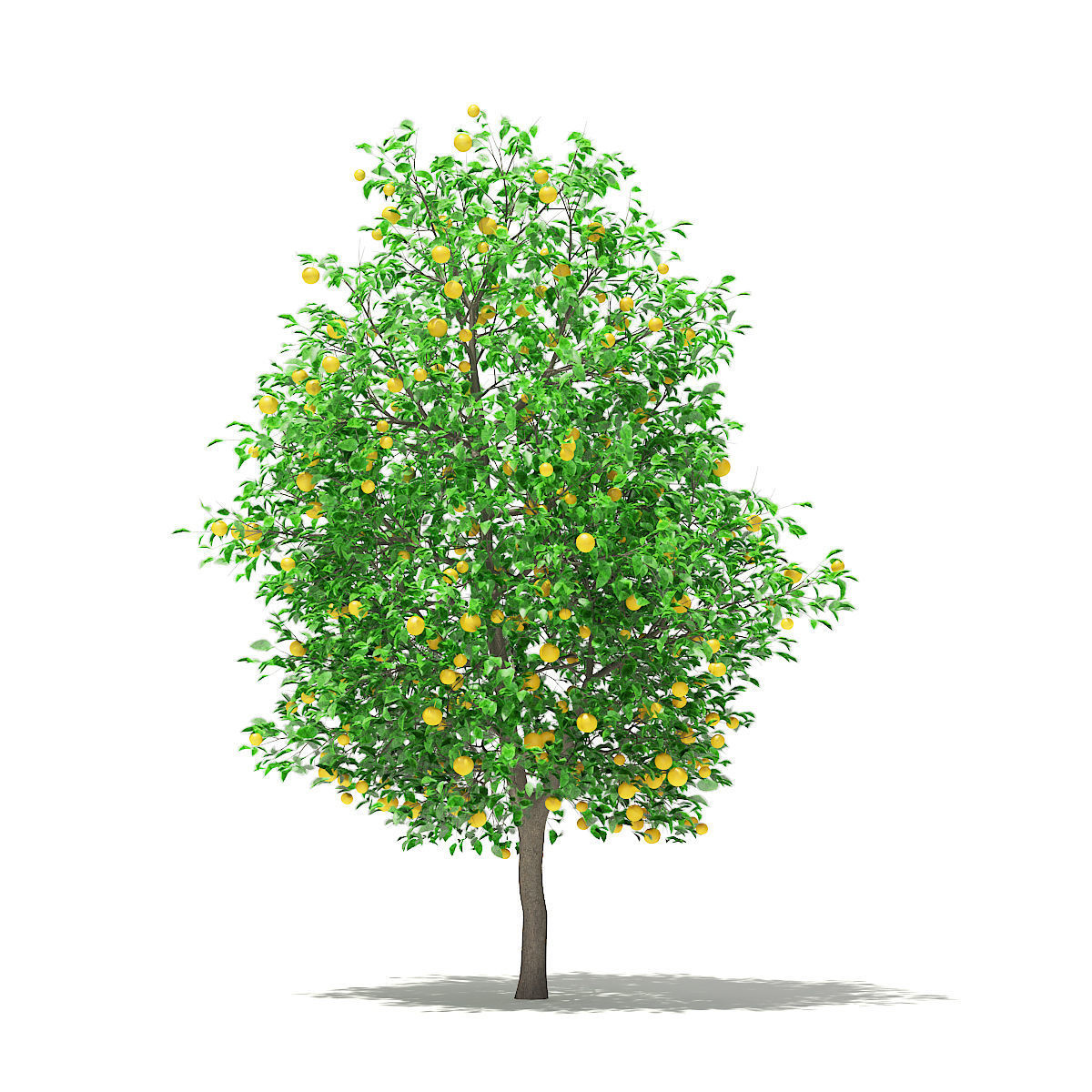 Grapefruit Tree with Fruits 3D model_4