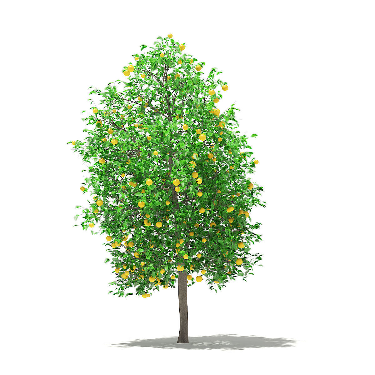 Grapefruit Tree with Fruits 3D model_6
