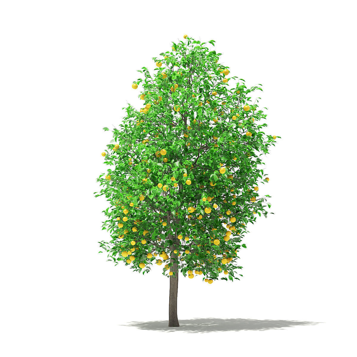 Grapefruit Tree with Fruits 3D model_2