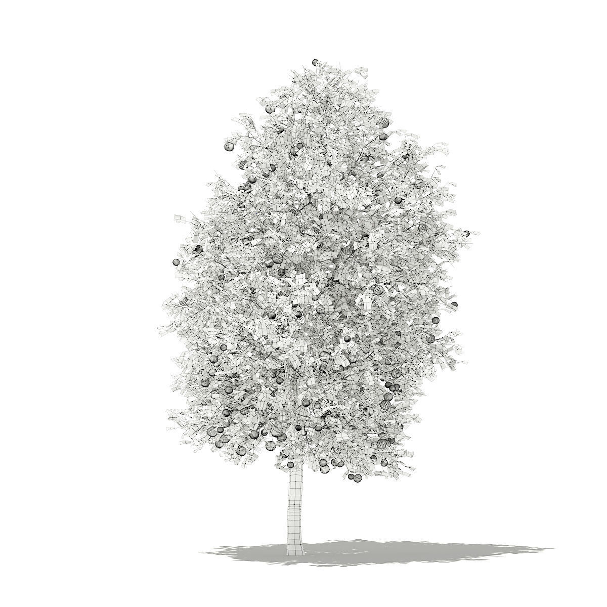 Grapefruit Tree with Fruits 3D model_3