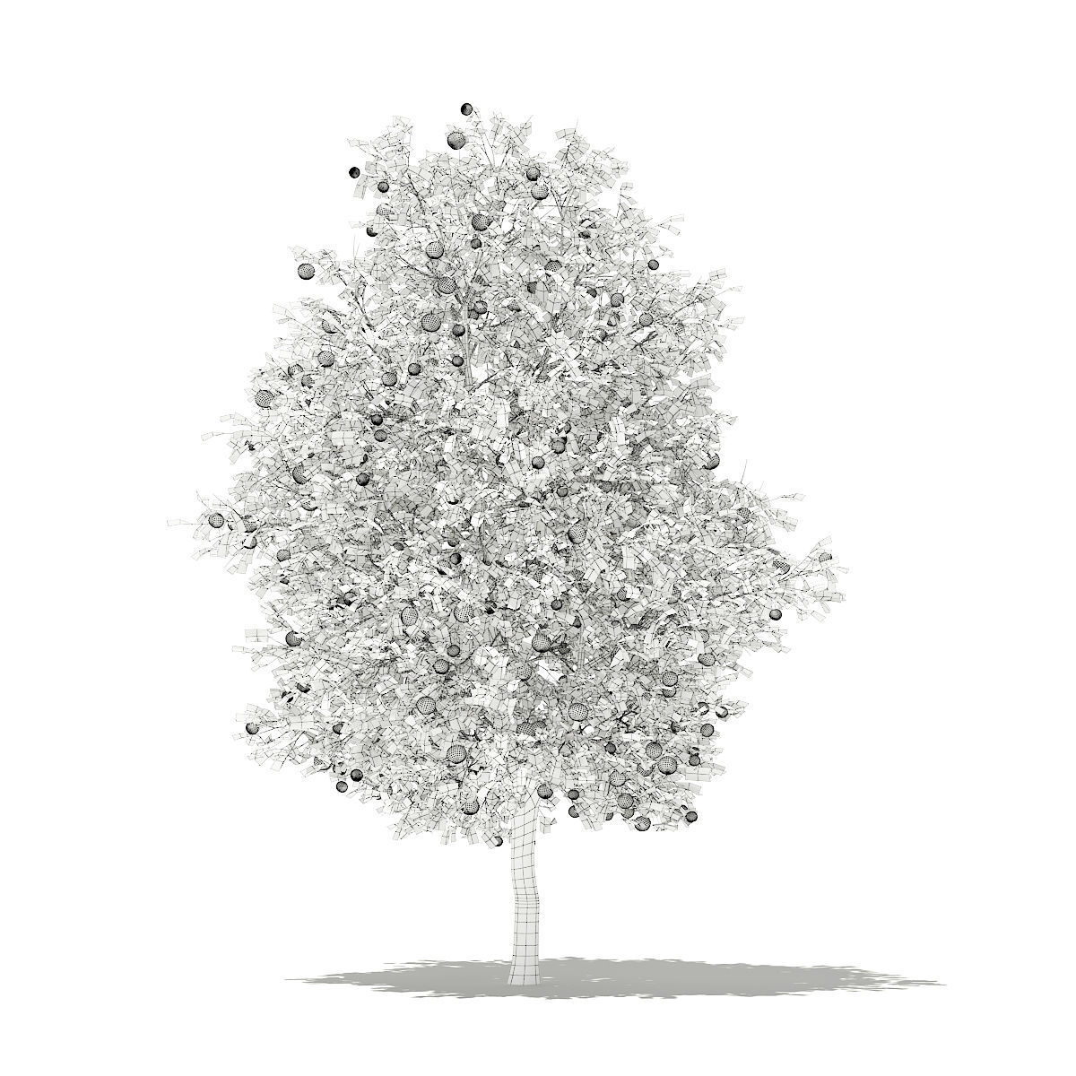 Grapefruit Tree with Fruits 3D model_5