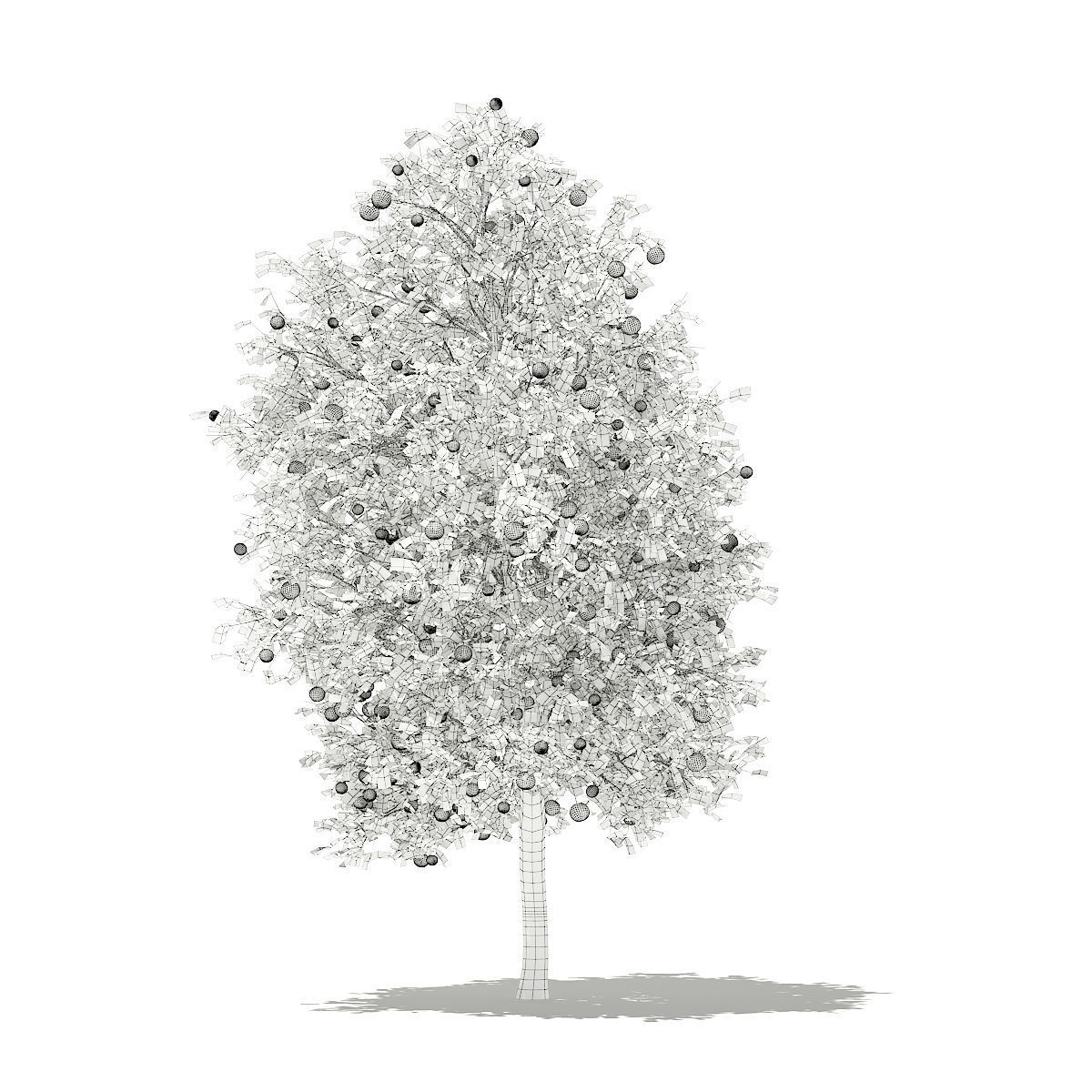 Grapefruit Tree with Fruits 3D model_7