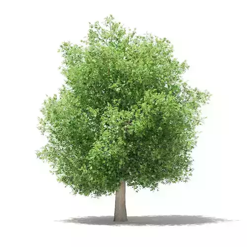 Common Fig Tree 3D model