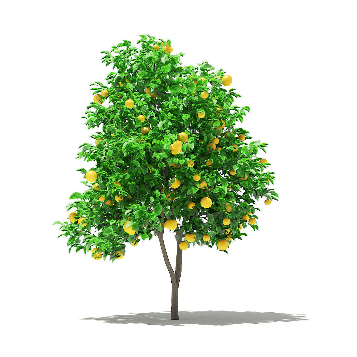 Grapefruit Tree with Fruits 3D model_2