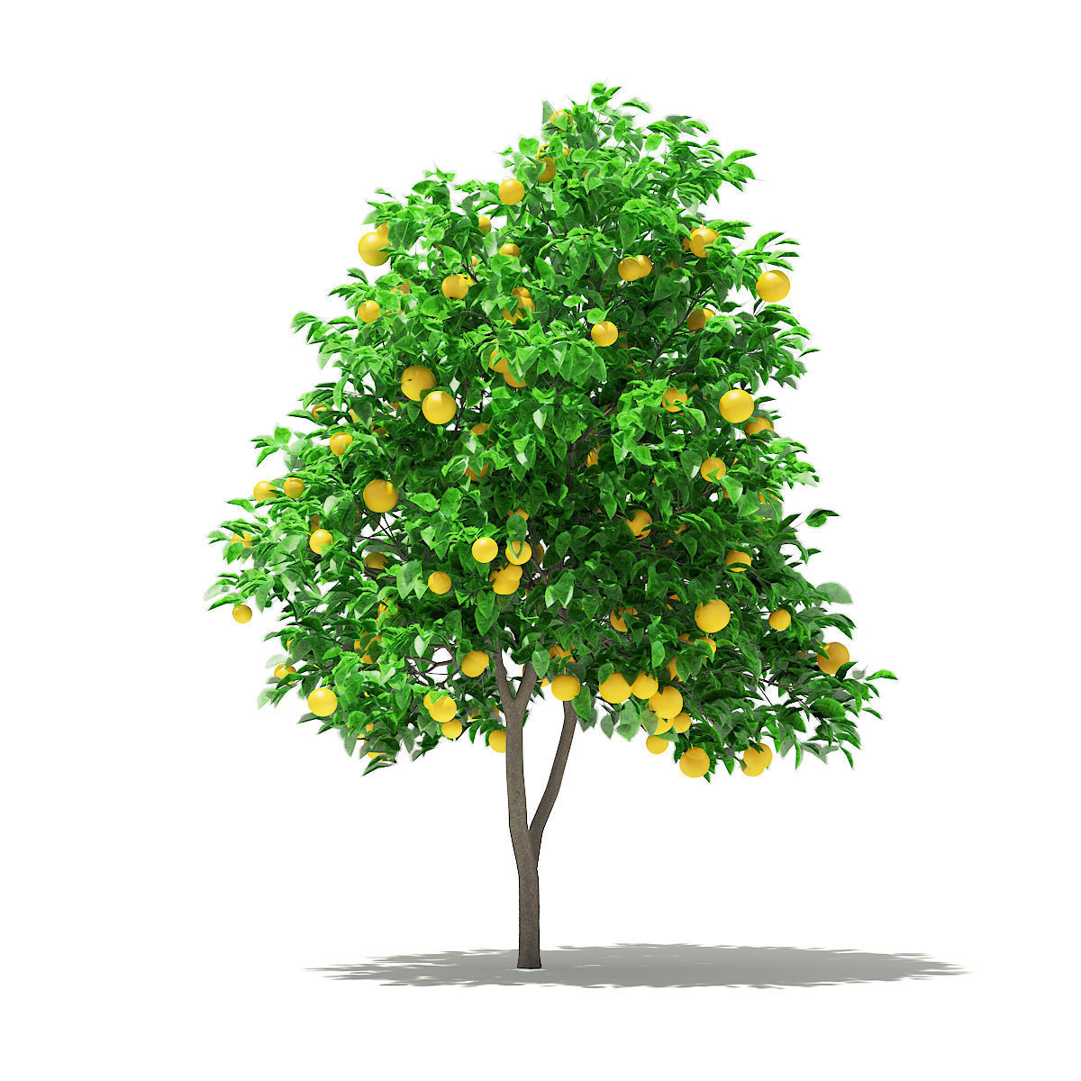 Grapefruit Tree with Fruits 3D model_6