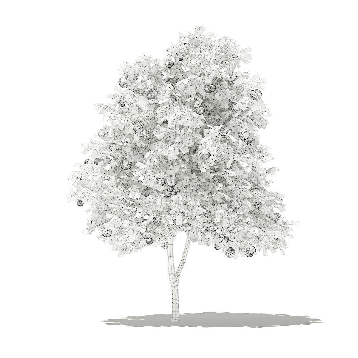 Grapefruit Tree with Fruits 3D model_7