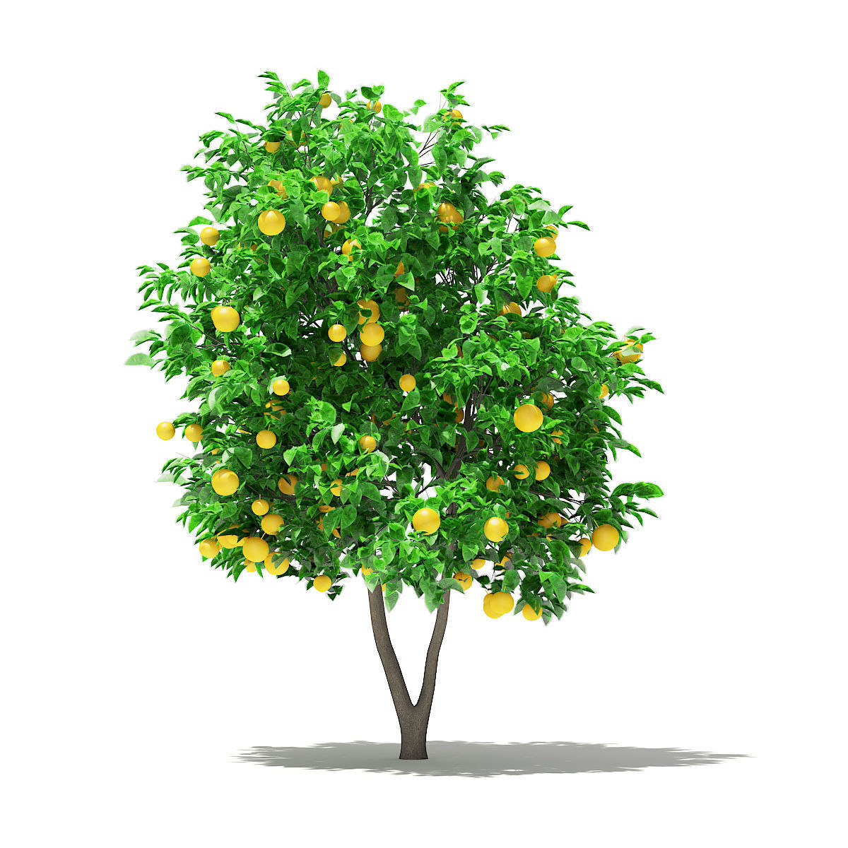 Grapefruit Tree with Fruits 3D model_4