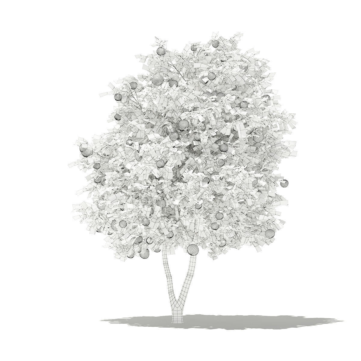 Grapefruit Tree with Fruits 3D model_1