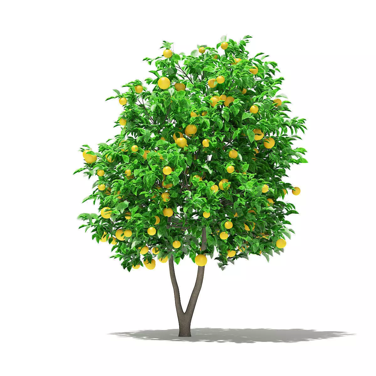 Grapefruit Tree with Fruits 3D model_0