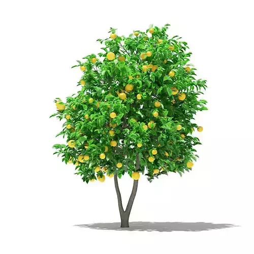 Grapefruit Tree with Fruits