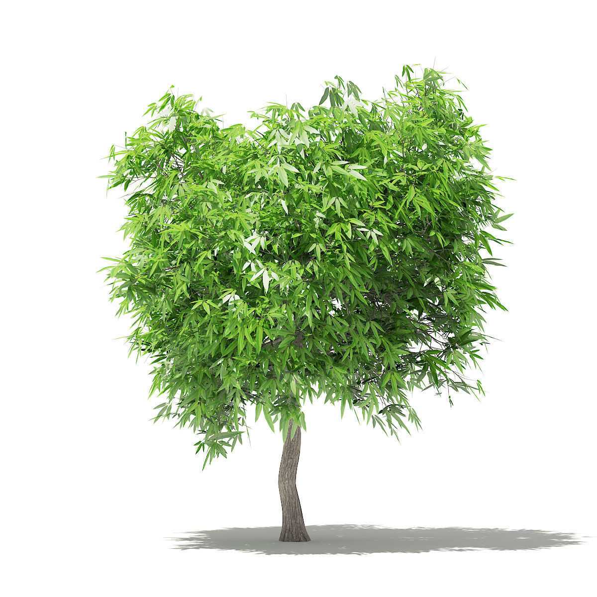 Mango Tree 3D 3D model_2