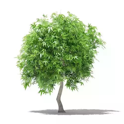 Mango Tree 3D 3D model
