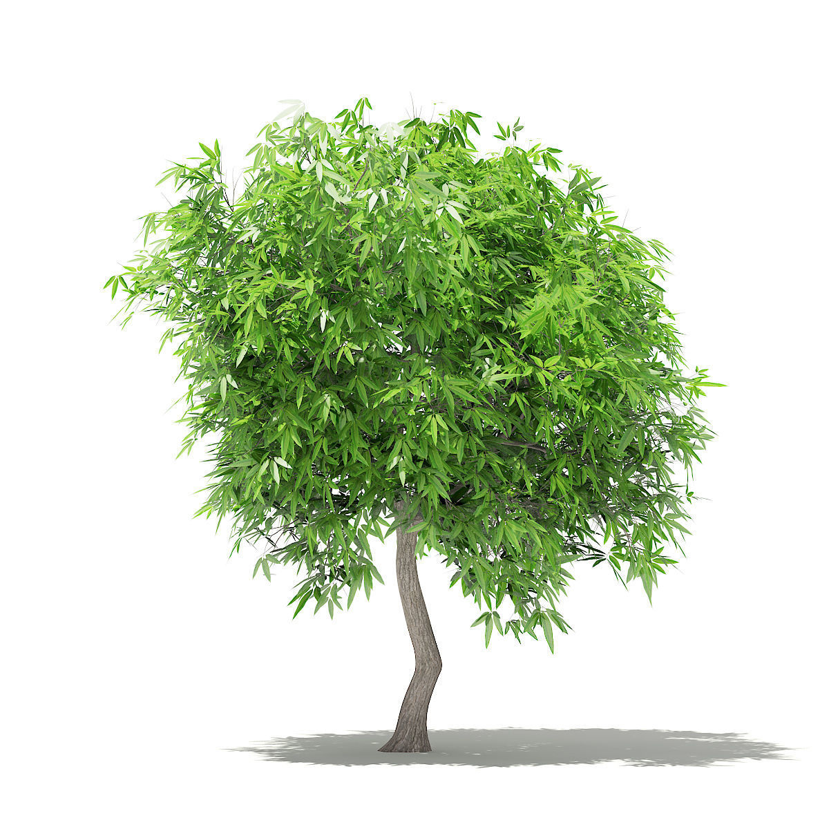 Mango Tree 3D 3D model_4