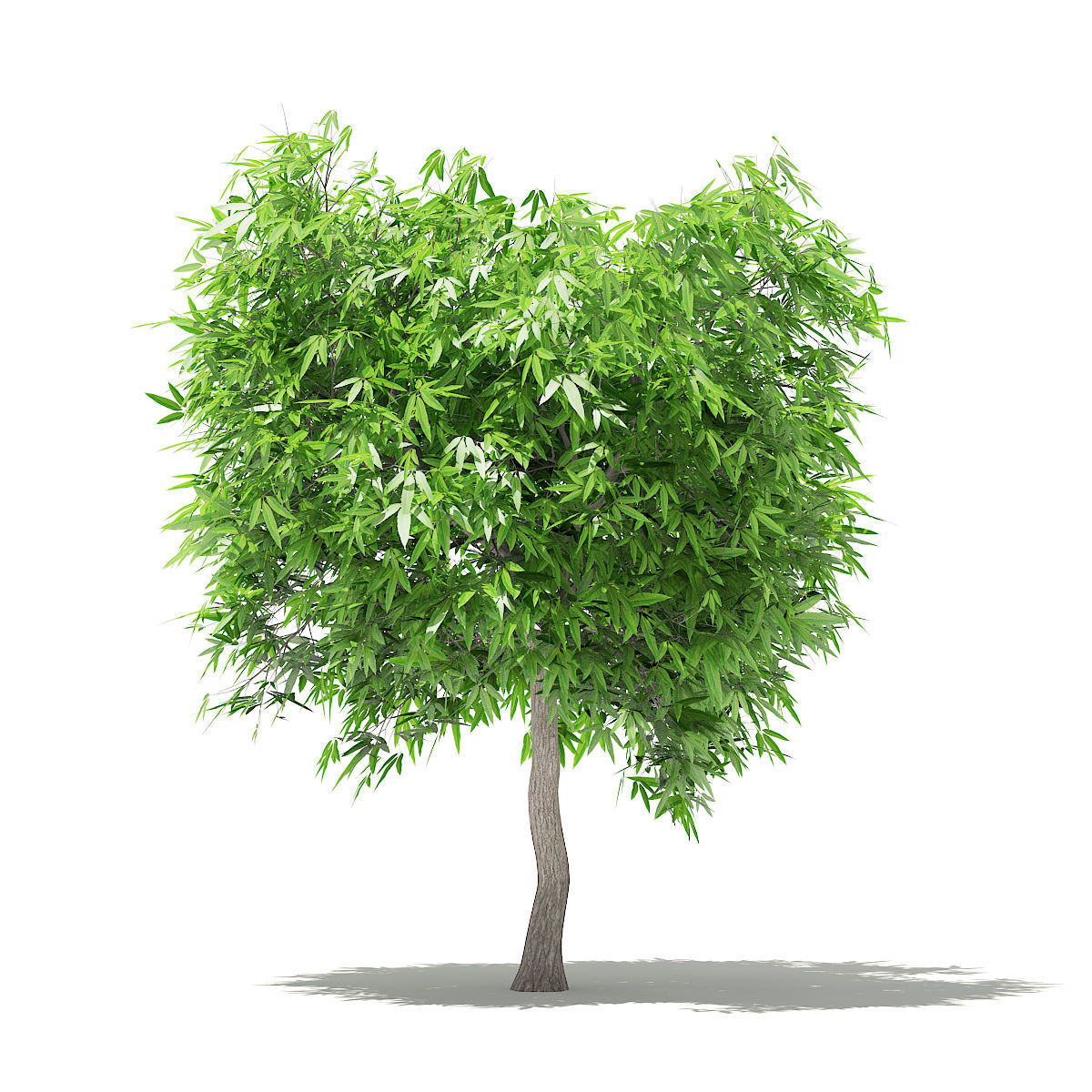 Mango Tree 3D 3D model_6