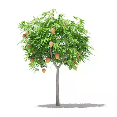 Mango Tree with Fruits 3D model