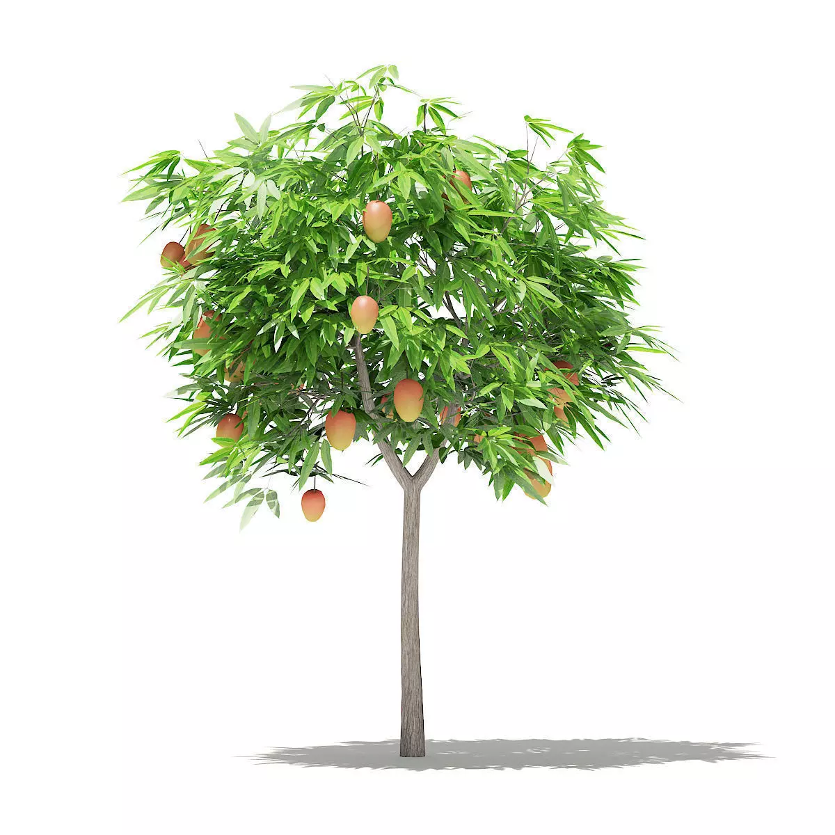 Mango Tree with Fruits 3D model