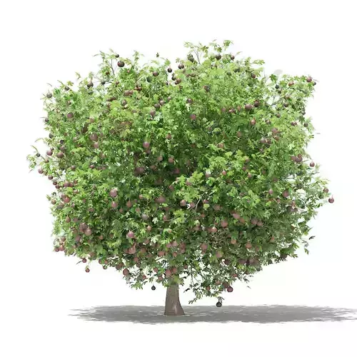 Common Fig Tree with Fruits 3D model