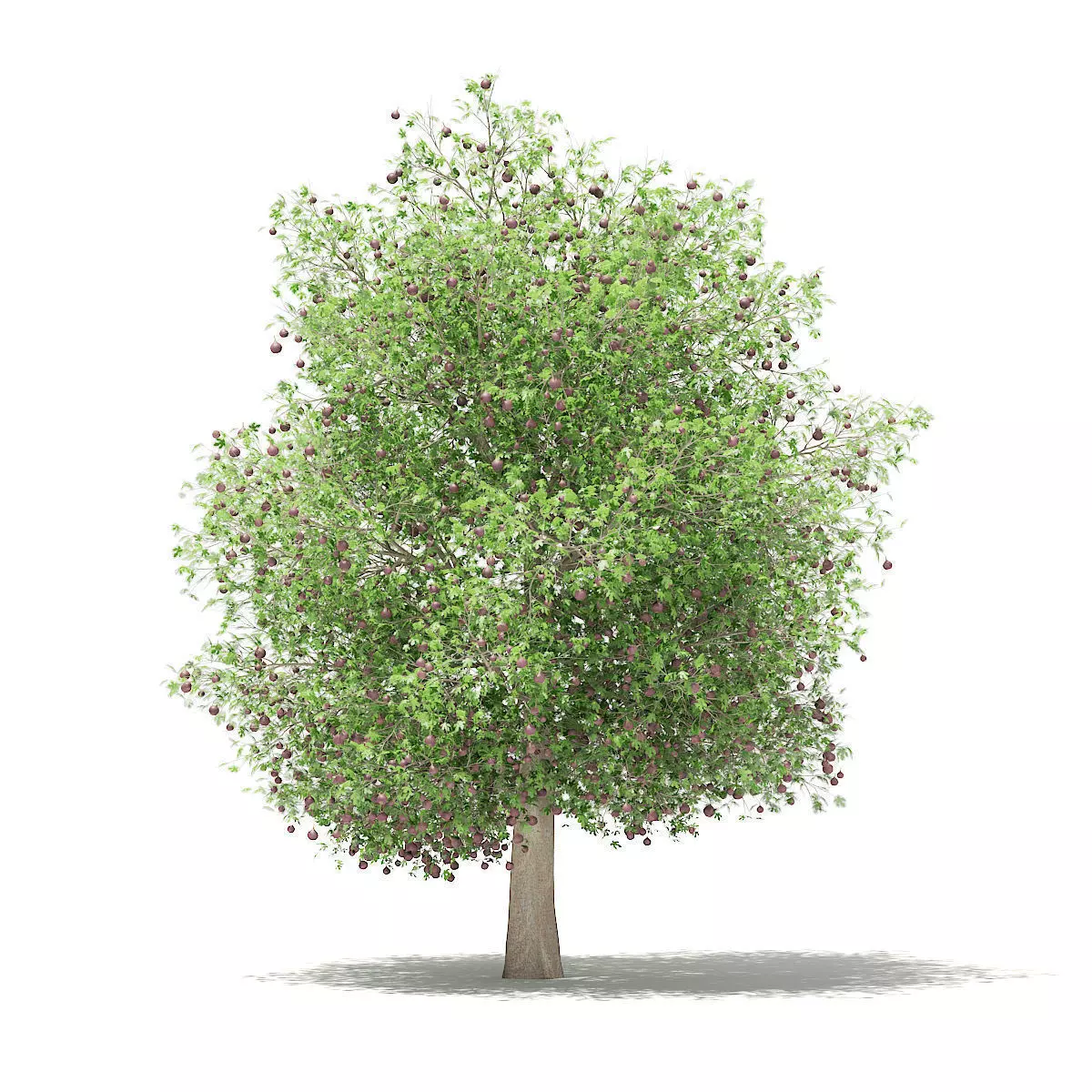 Common fig tree with fruits 3D model