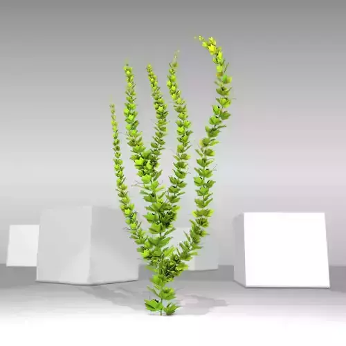 Grapevine Version 6 Low-poly 3D model