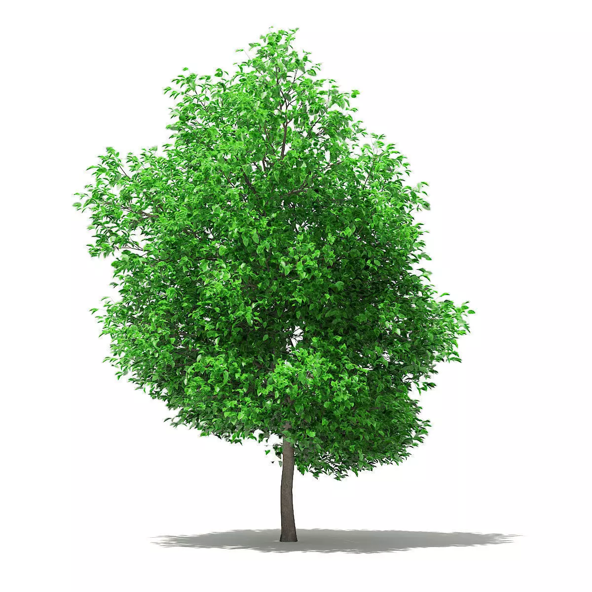 Grapefruit Tree 3D model