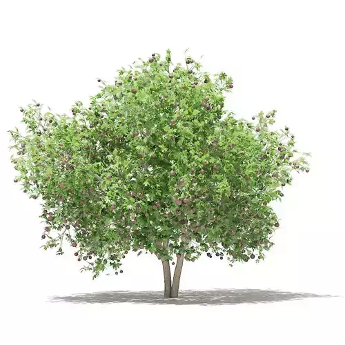 Common Fig Tree with Fruits 3D model