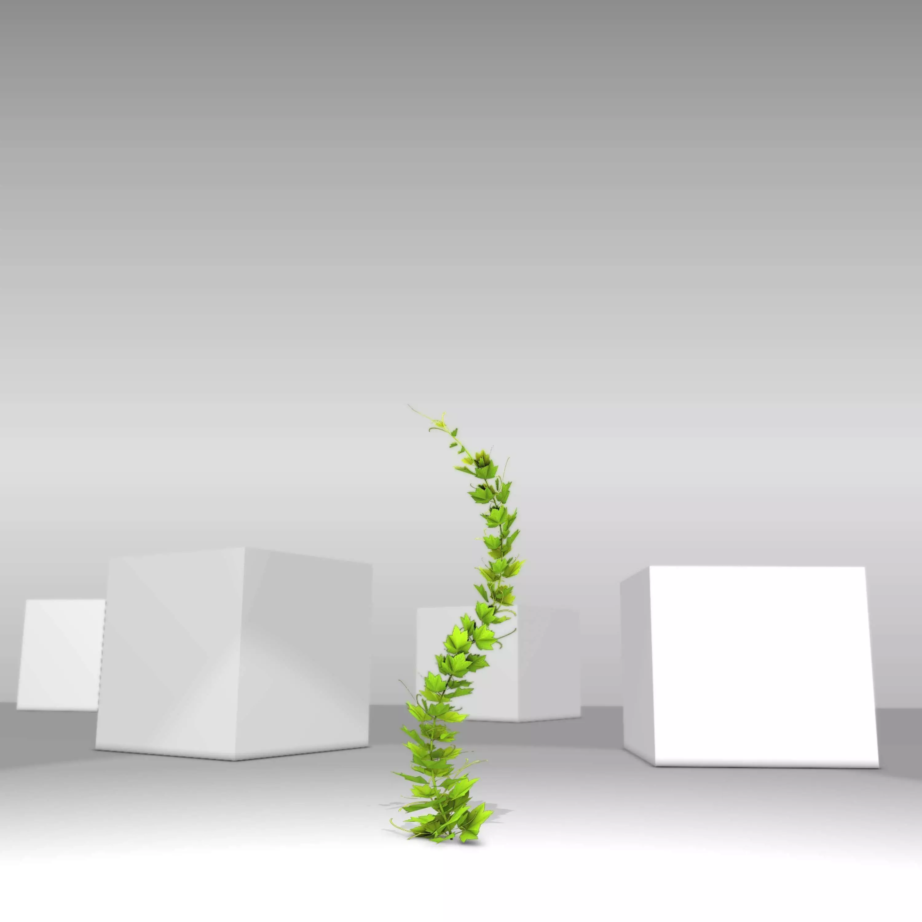 Grapevine Version 7 Low-poly 3D model