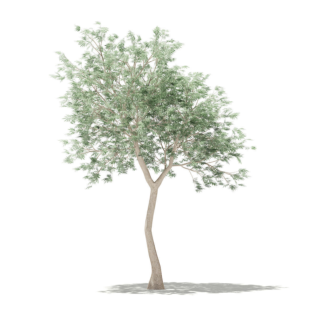 Olive Tree 3D model_4