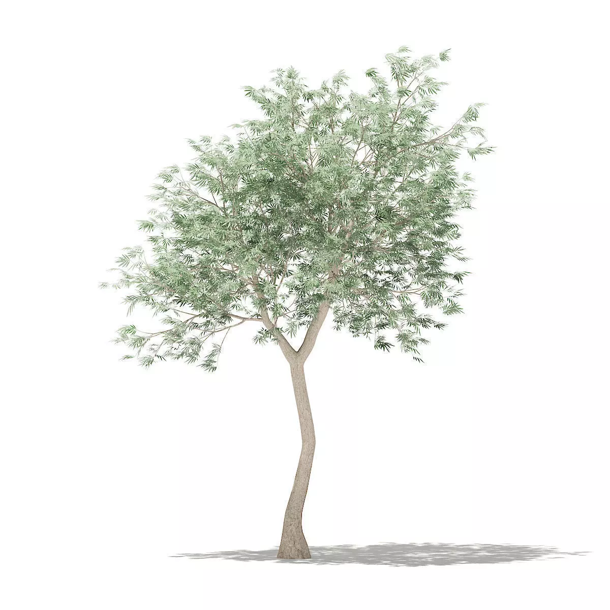 Olive Tree 3D model_0