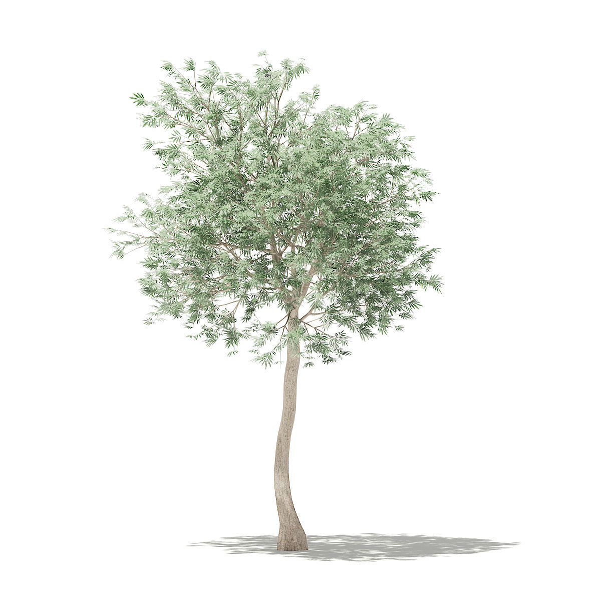 Olive Tree 3D model_2