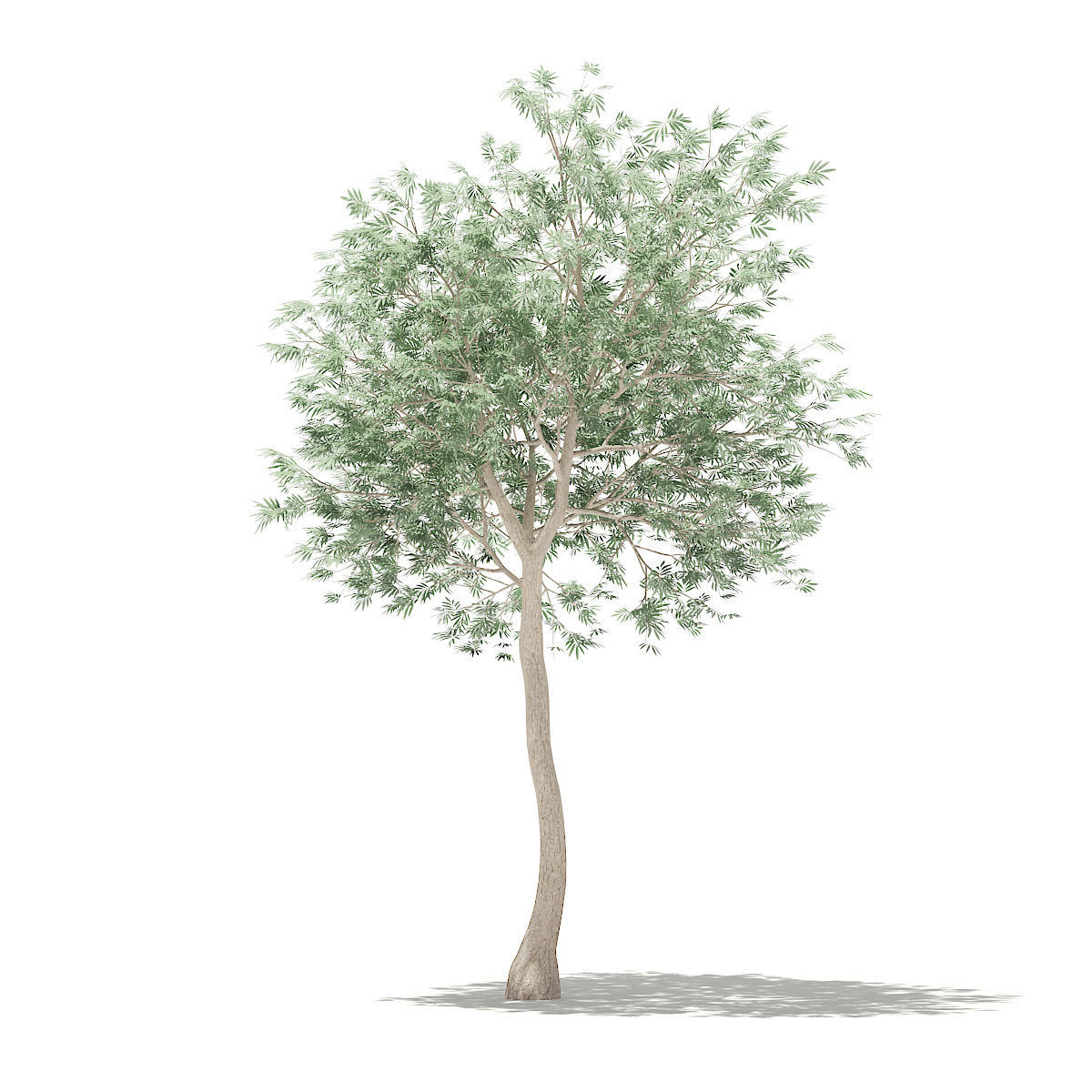 Olive Tree 3D model_6