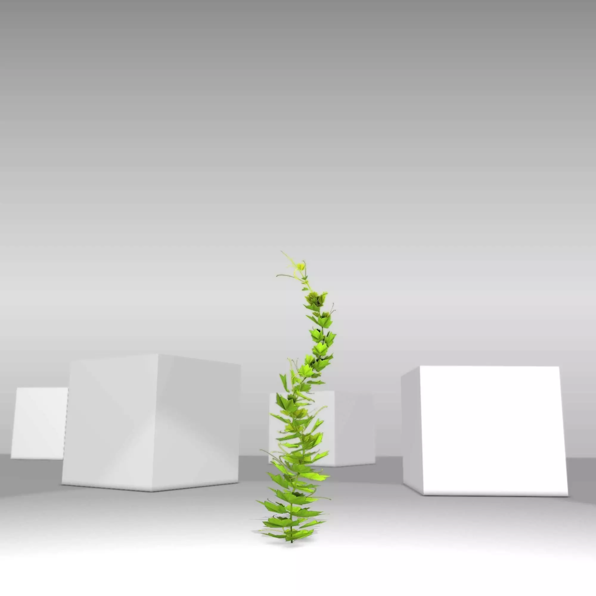 Grapevine Version 8 Low-poly 3D model