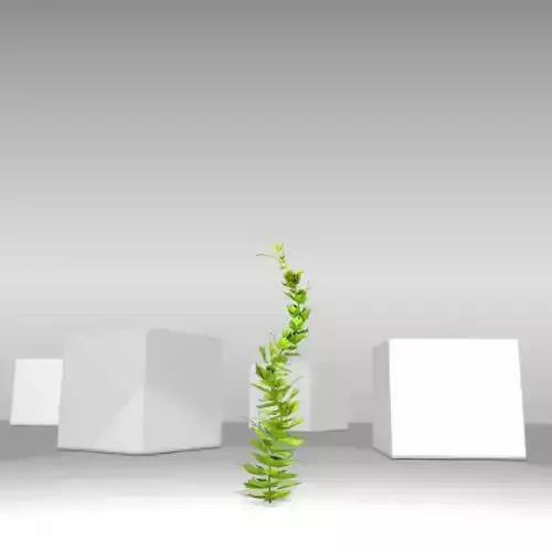 Grapevine Version 8 Low-poly 3D model