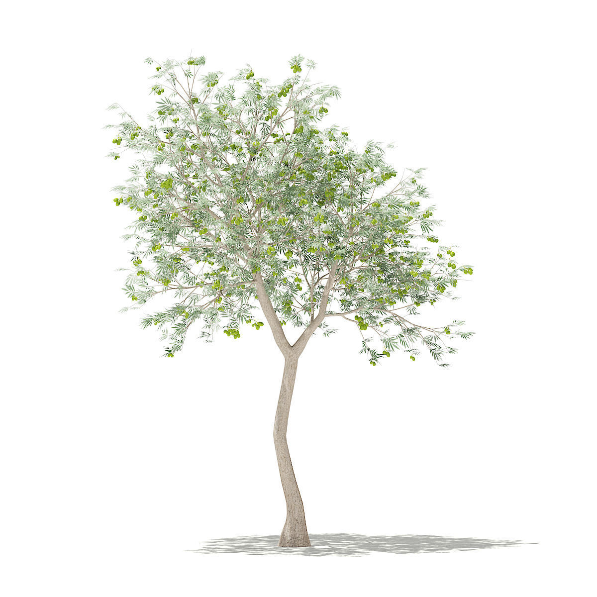 Olive Tree with Fruits 3D model_4