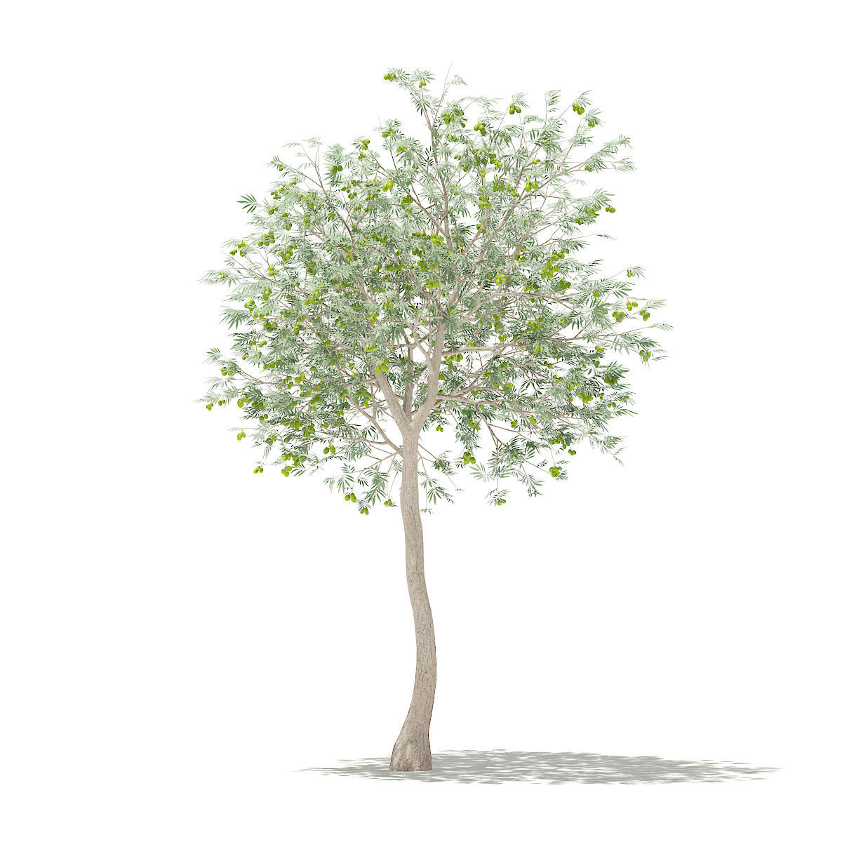 Olive Tree with Fruits 3D model_6