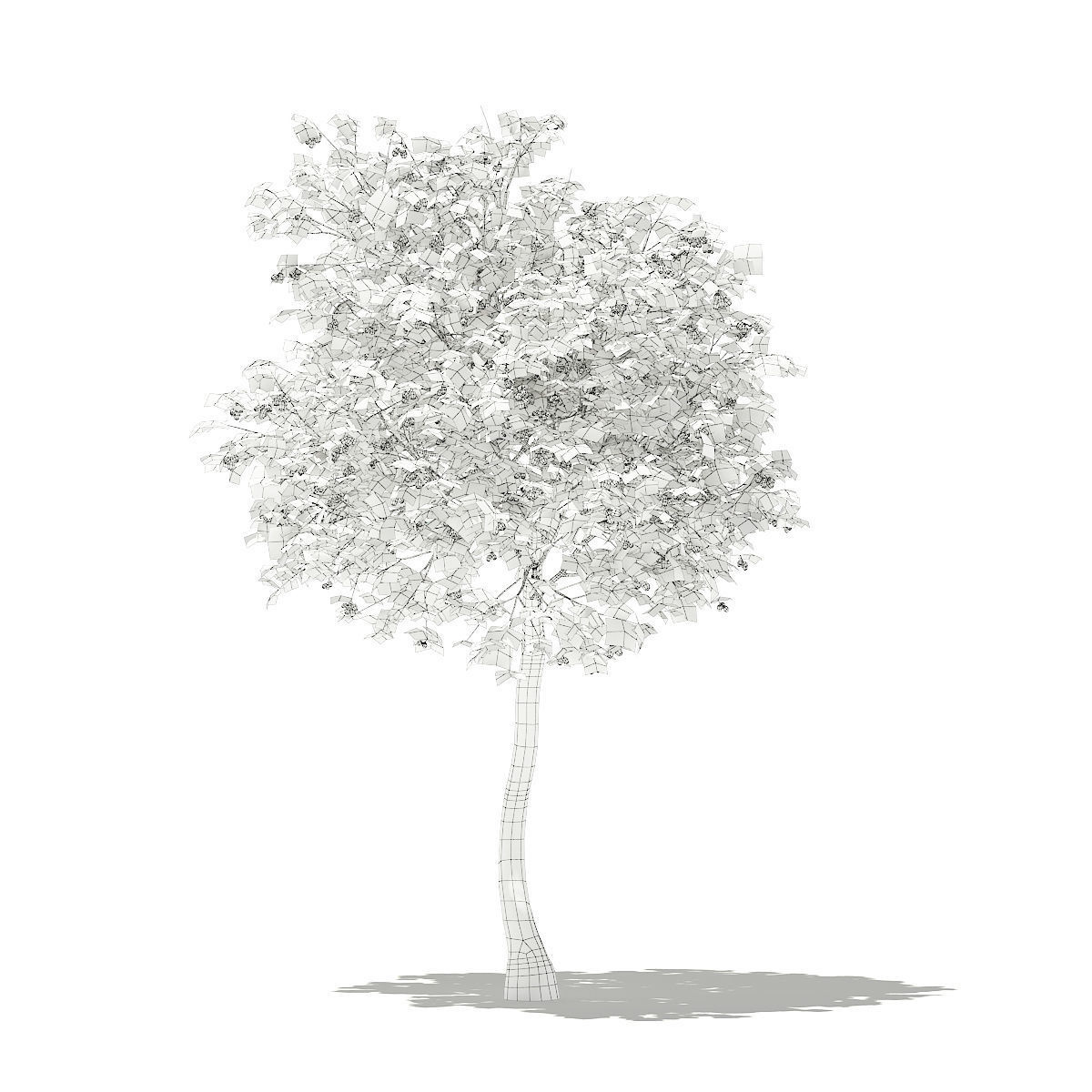 Olive Tree with Fruits 3D model_3