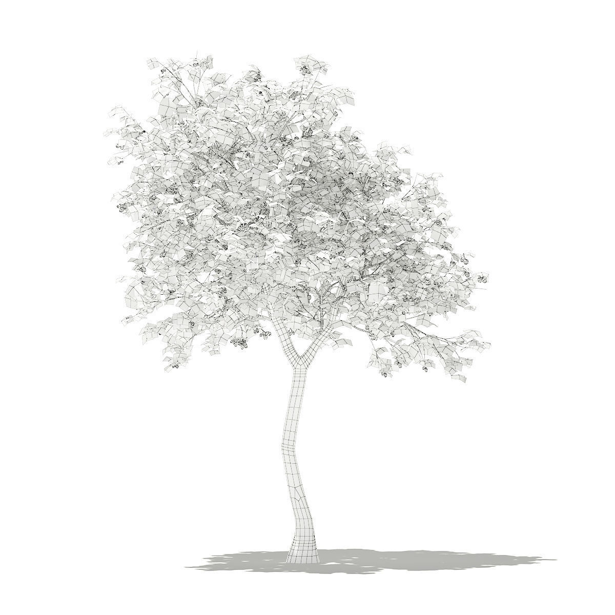 Olive Tree with Fruits 3D model_5