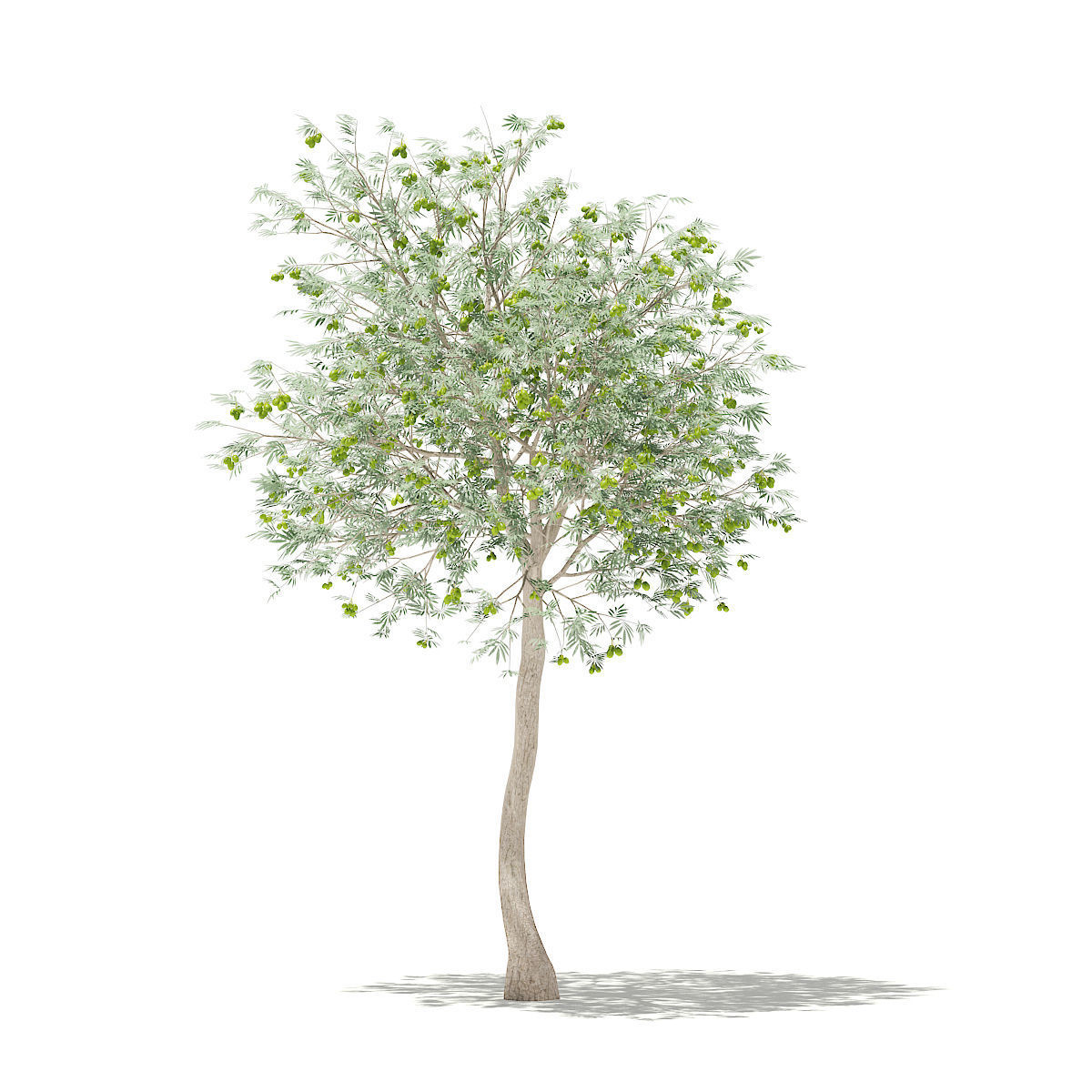 Olive Tree with Fruits 3D model_2