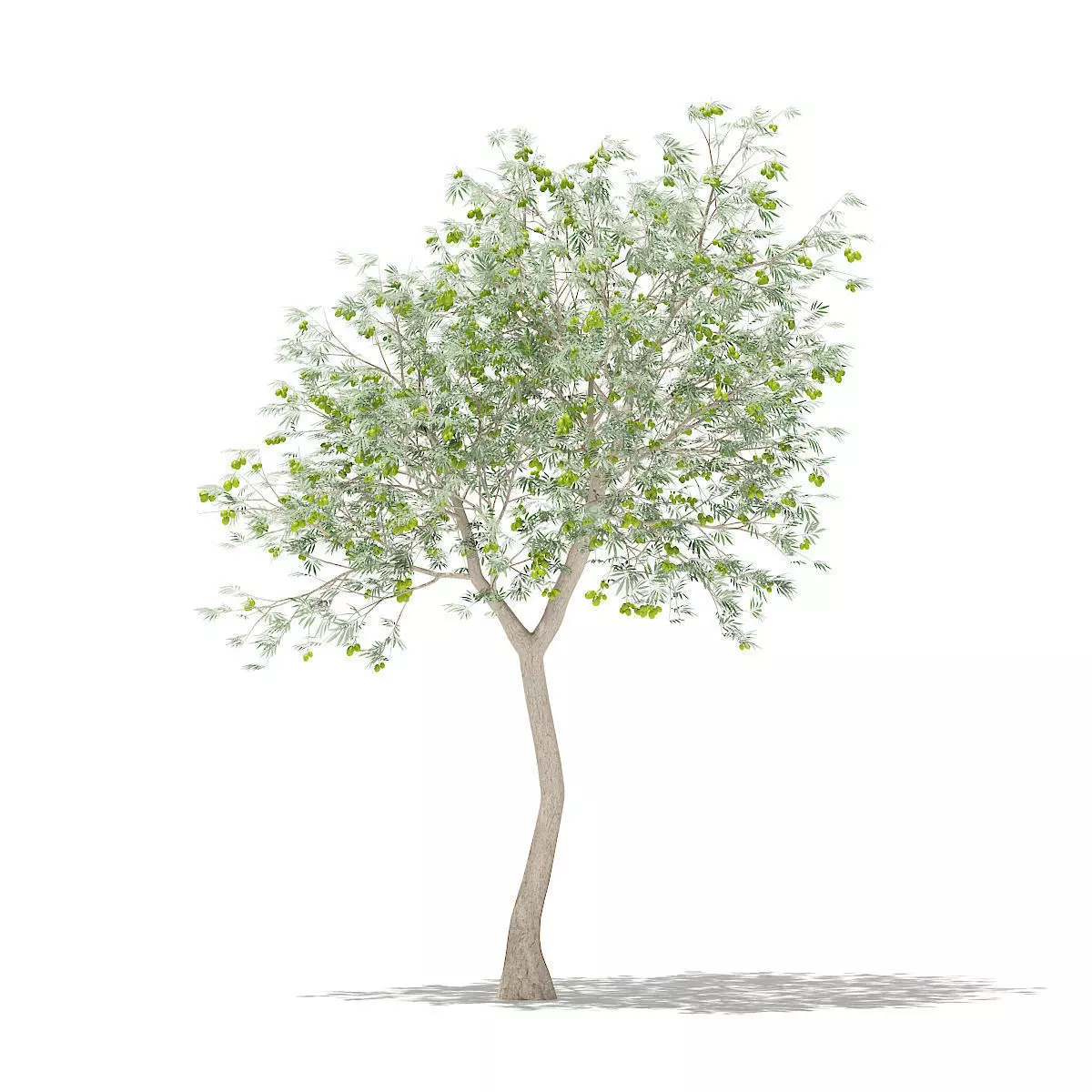 Olive Tree with Fruits 3D model_0