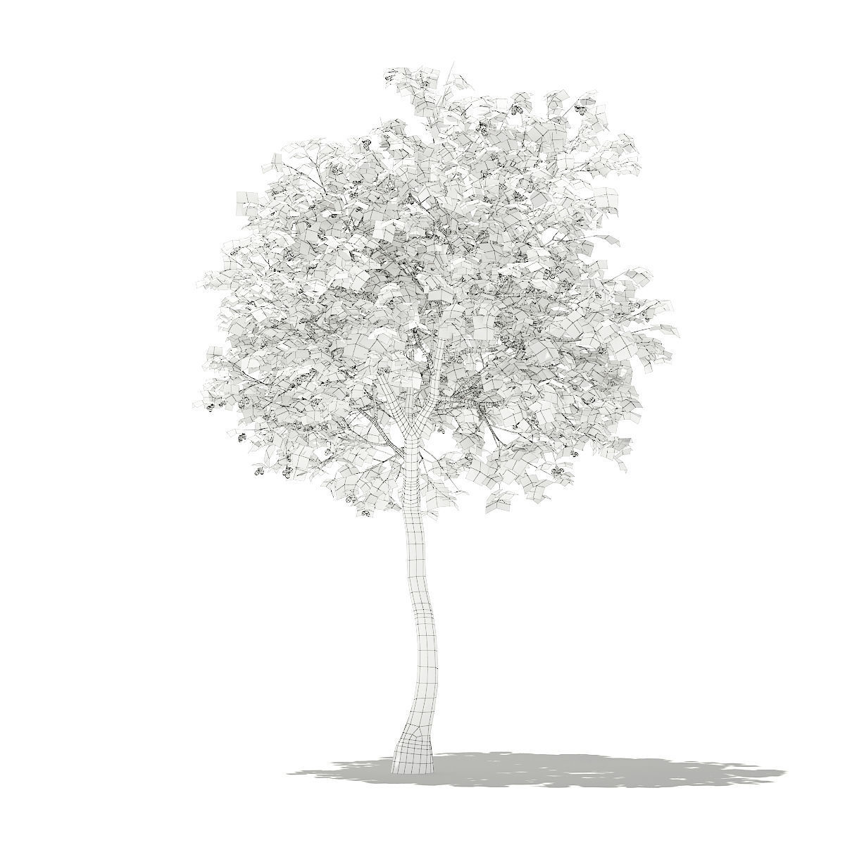 Olive Tree with Fruits 3D model_7