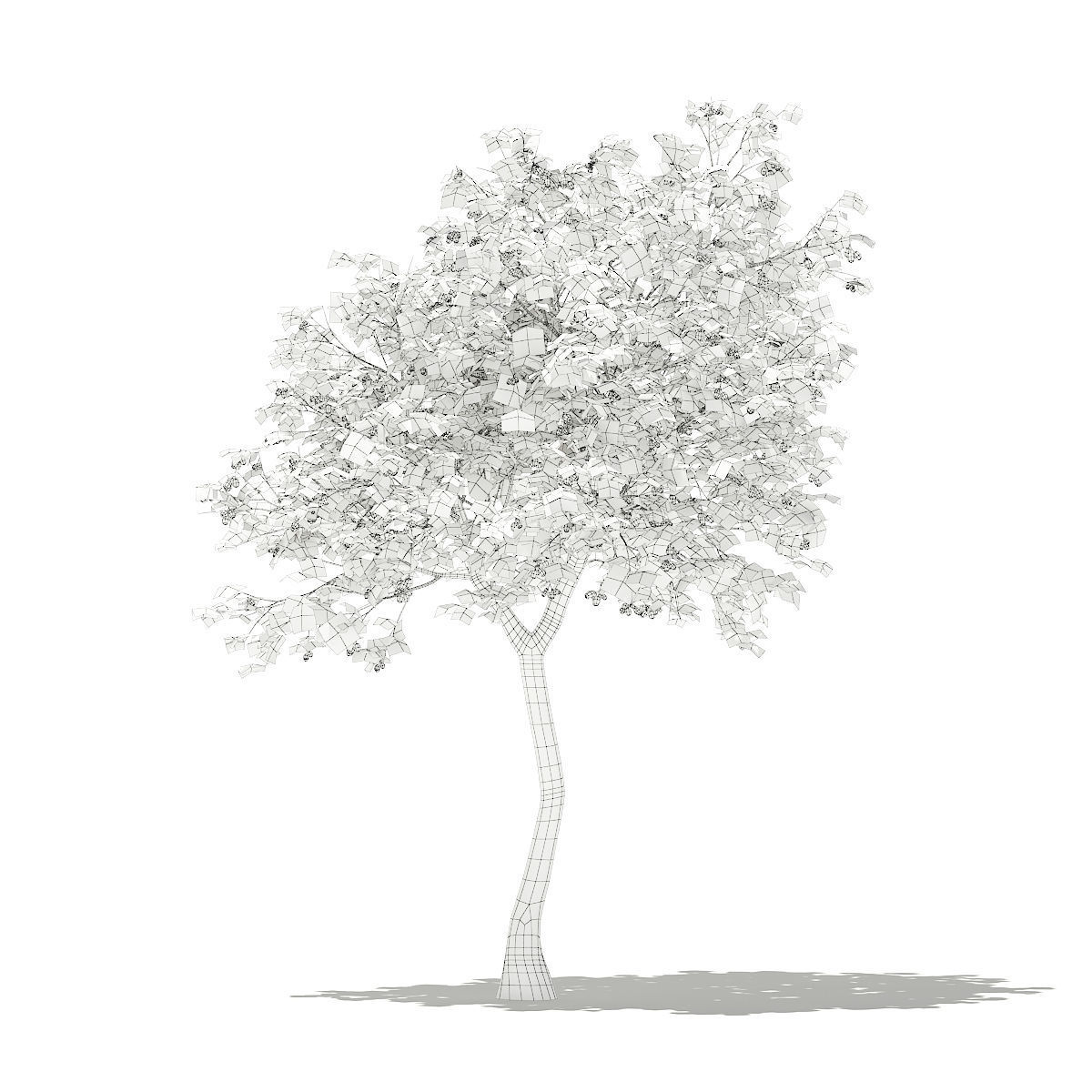 Olive Tree with Fruits 3D model_1