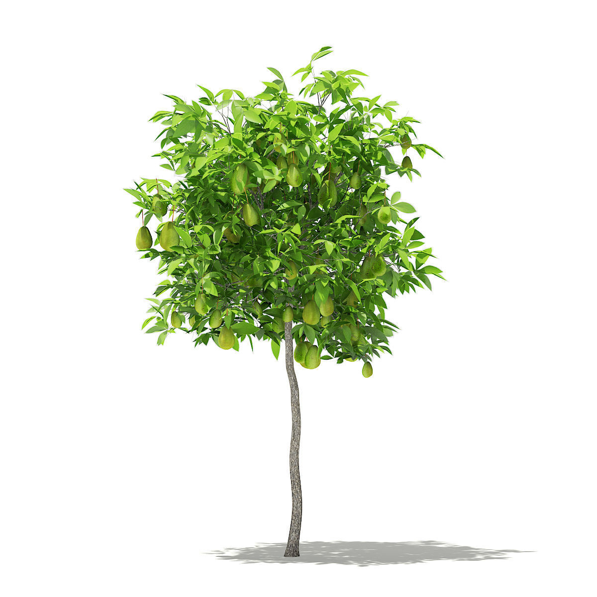 Avocado Tree with Fruits 3D model_4