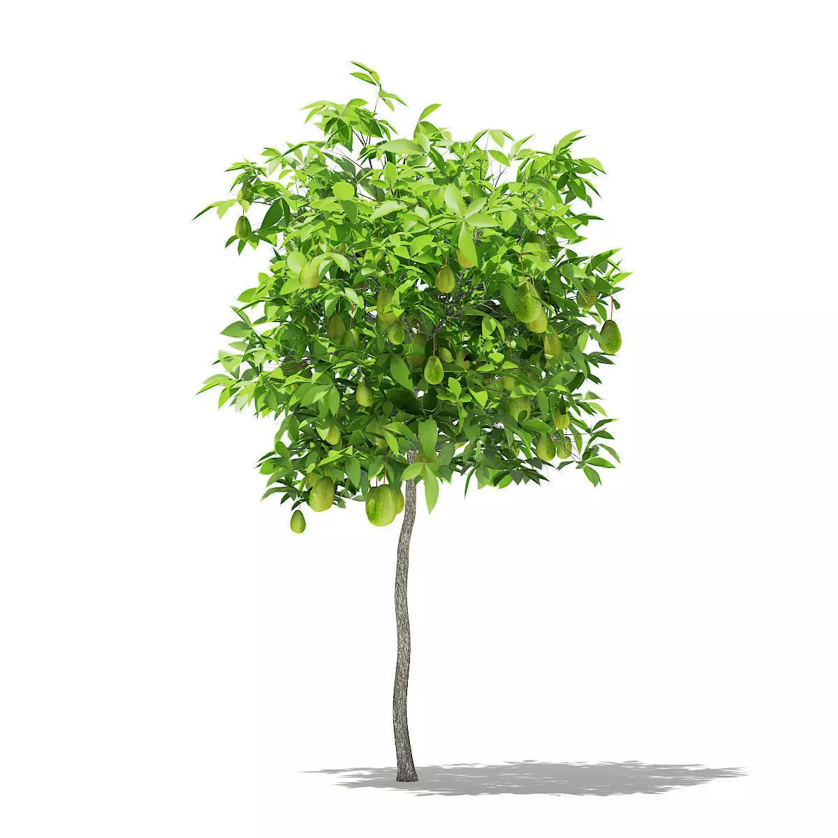 Avocado Tree with Fruits 3D model_0